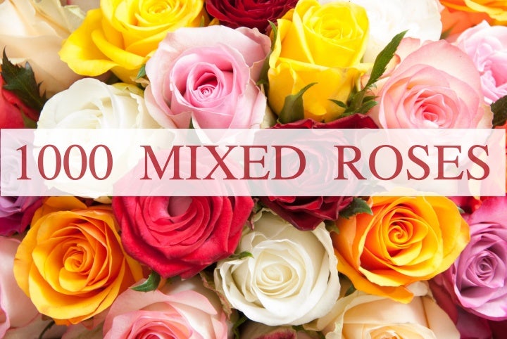 1000 Mixed Rose